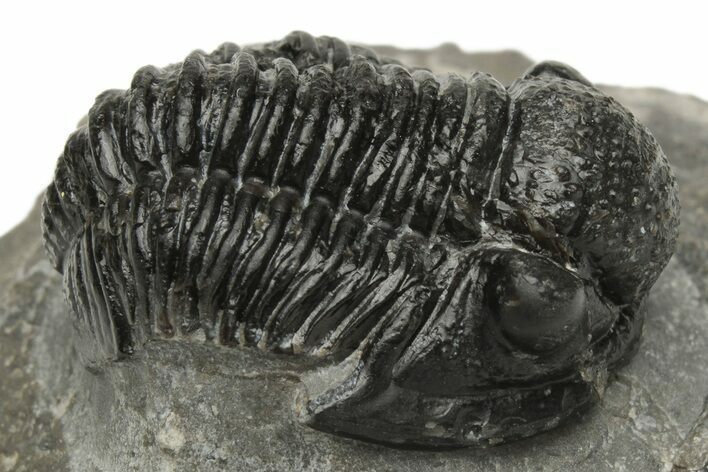 Detailed Gerastos Trilobite Fossil - Morocco #235302